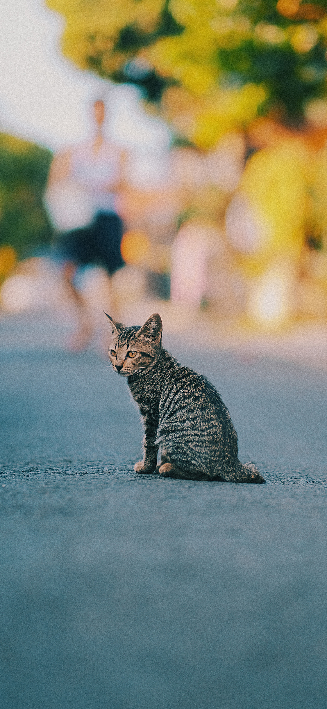 [2436×1125]街道 喵星人 花猫 猫咪 苹果手机壁纸图片