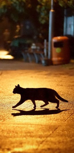 [2436x1125]街道 灯光 猫咪 喵星人 苹果手机壁纸图片