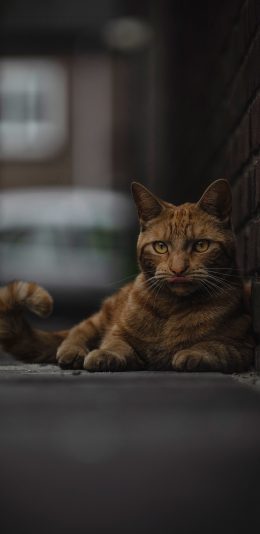 [2436x1125]街道 猫咪 橘猫 喵星人 苹果手机壁纸图片