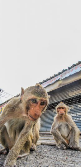 [2436x1125]街道 猴子 聪明 好动 苹果手机壁纸图片