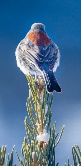 [2436x1125]表演 小鸟 站立 枝头 苹果手机壁纸图片
