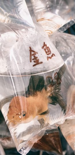 [2436x1125]袋子 水 金鱼 观赏 苹果手机壁纸图片