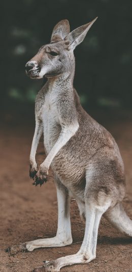 [2436x1125]袋鼠 可爱 站立 野生 苹果手机壁纸图片