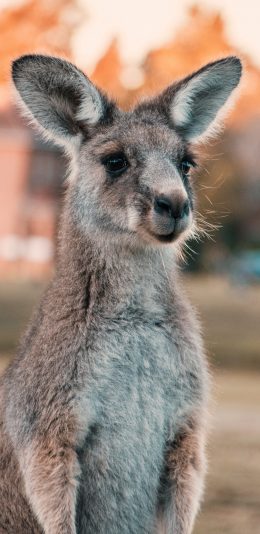 [2436x1125]袋鼠 呆萌 澳大利亚 国宝 苹果手机壁纸图片