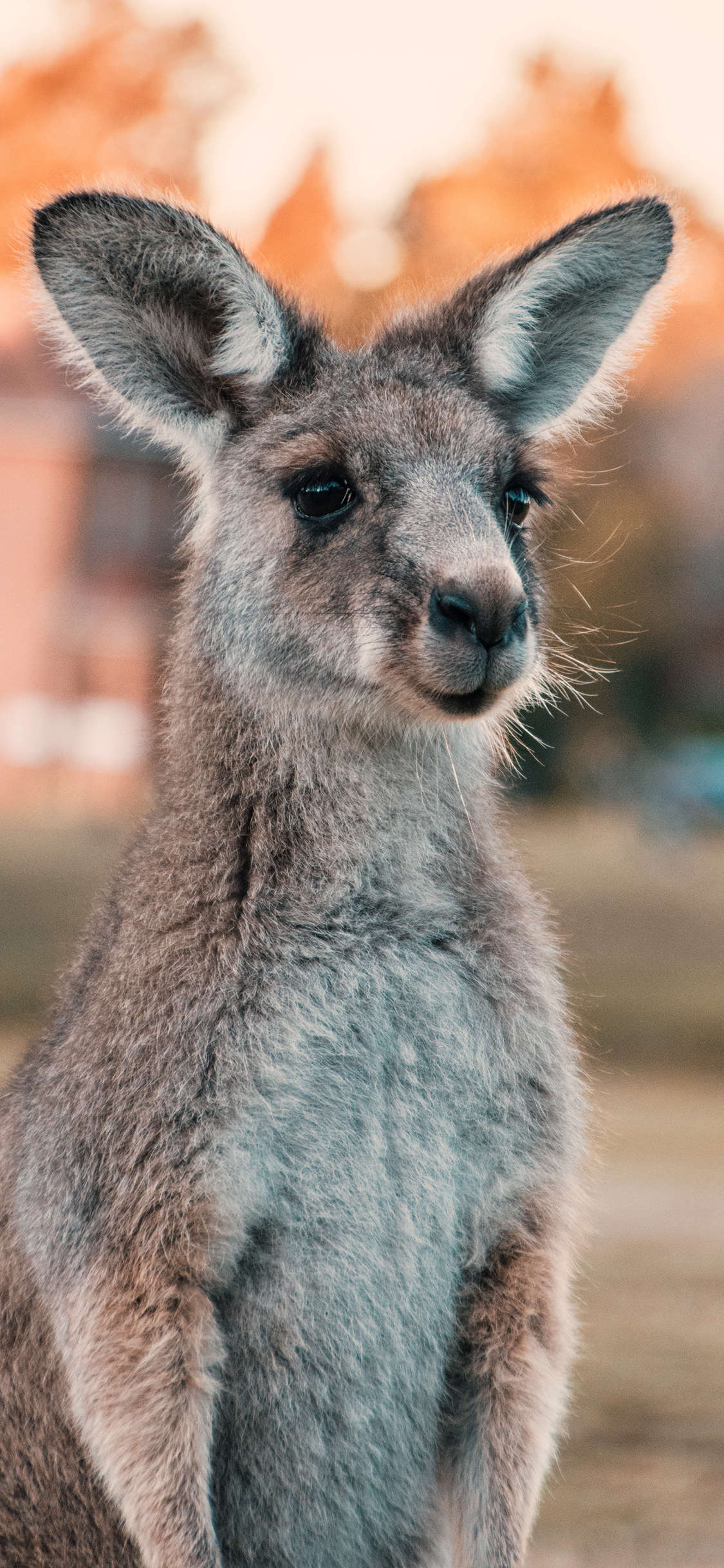 [2436×1125]袋鼠 呆萌 澳大利亚 国宝 苹果手机壁纸图片