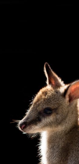 [2436x1125]袋鼠 幼崽 皮毛 澳洲国宝 苹果手机壁纸图片