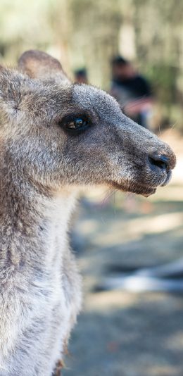 [2436x1125]袋鼠 皮毛 哺乳 苹果手机壁纸图片