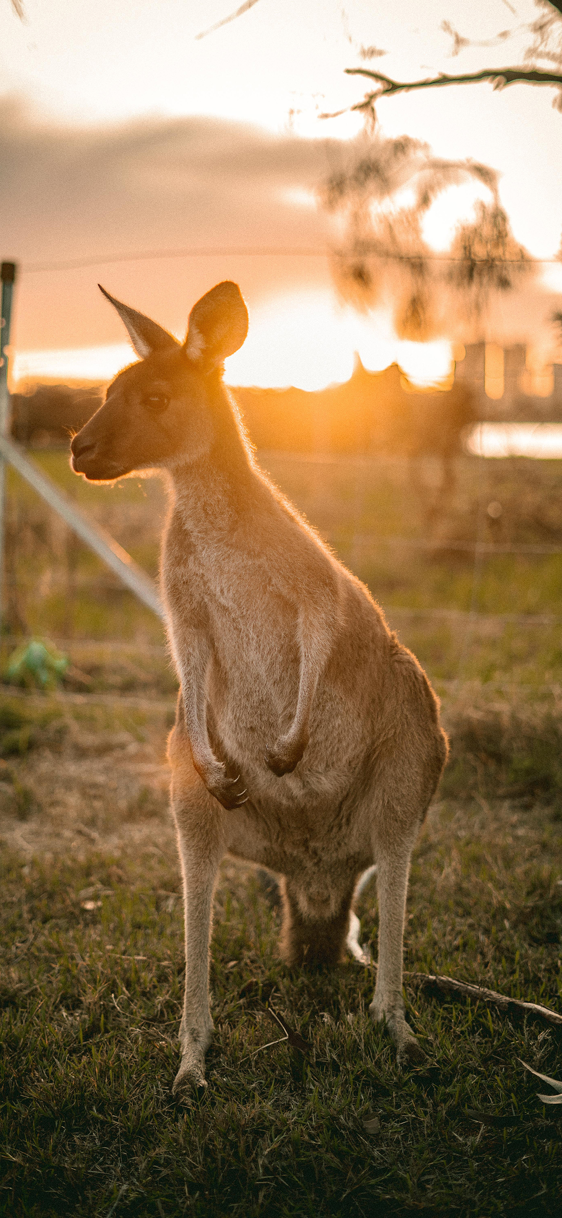 [2436×1125]袋鼠 草地 夕阳 野外 苹果手机壁纸图片