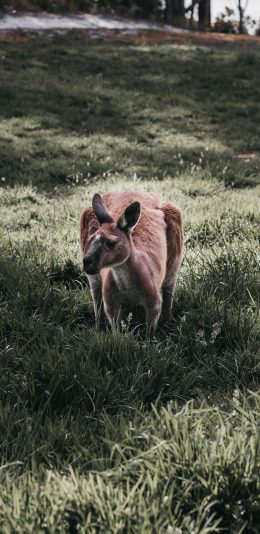 [2436x1125]袋鼠 草地 澳洲 国宝 苹果手机壁纸图片