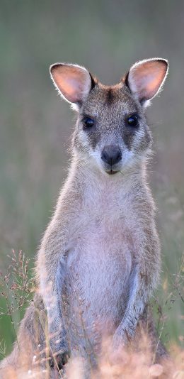 [2436x1125]袋鼠 野外 站立 苹果手机壁纸图片