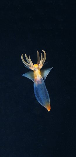 [2436x1125]裸海蝶 海天使 海洋生物 透明 苹果手机壁纸图片