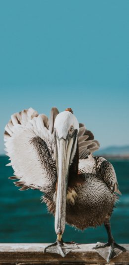 [2436x1125]褐鹈鹕 海鸟 庞大 捕鱼 苹果手机壁纸图片