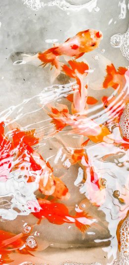 [2436x1125]观赏 宠物 金鱼 招财 苹果手机壁纸图片