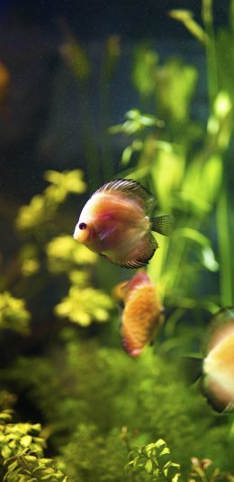 [2436x1125]观赏鱼 浴缸 水草 热带鱼 苹果手机壁纸图片