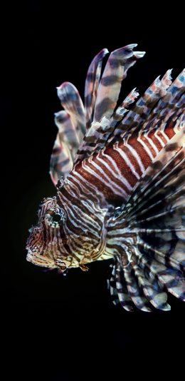 [2436x1125]观赏鱼 特写 鱼 艳丽 苹果手机壁纸图片