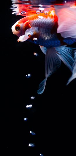 [2436x1125]观赏鱼 金鱼  气泡 打氧 苹果手机壁纸图片