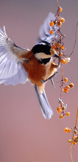 [2436x1125]觅食的小蜂鸟 鲜花 苹果手机壁纸图片