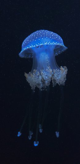 [2436x1125]触手 水母 海洋生物 浮游 苹果手机壁纸图片