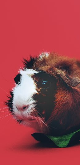 [2436x1125]豚鼠 宠物 皮毛 菜叶 喂养 苹果手机壁纸图片
