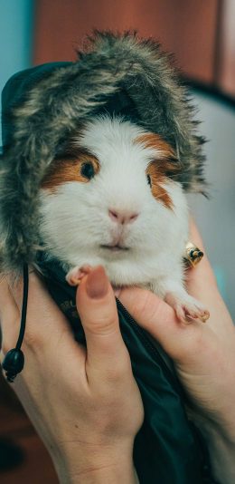 [2436x1125]豚鼠 老鼠 宠物 可爱 苹果手机壁纸图片