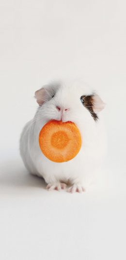 [2436x1125]豚鼠 老鼠 萌宠 胡萝卜 可爱 苹果手机壁纸图片