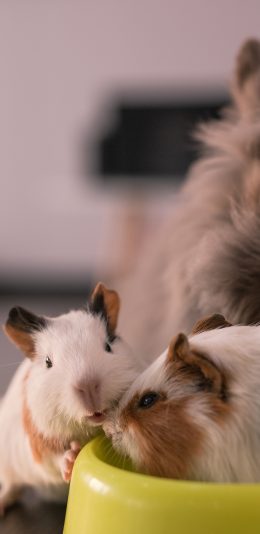 [2436x1125]豚鼠 荷兰猪 宠物 可爱 苹果手机壁纸图片