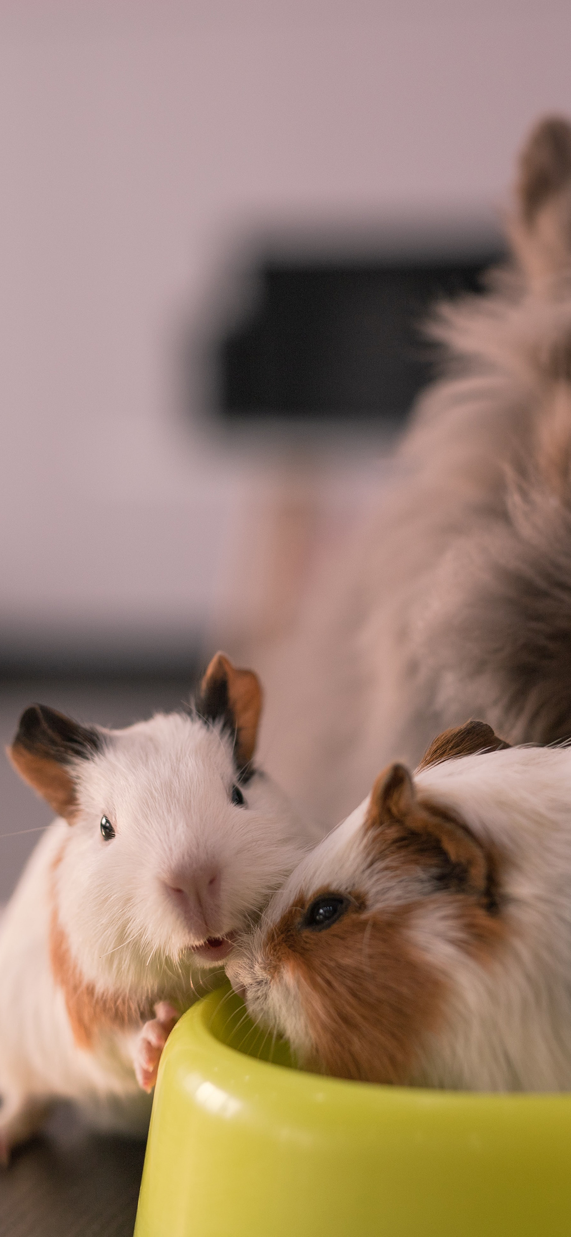 [2436×1125]豚鼠 荷兰猪 宠物 可爱 苹果手机壁纸图片