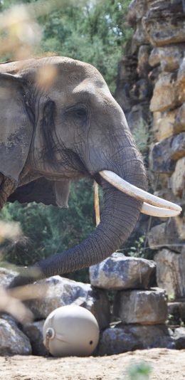 [2436x1125]象牙 石块 野外 大象 苹果手机壁纸图片