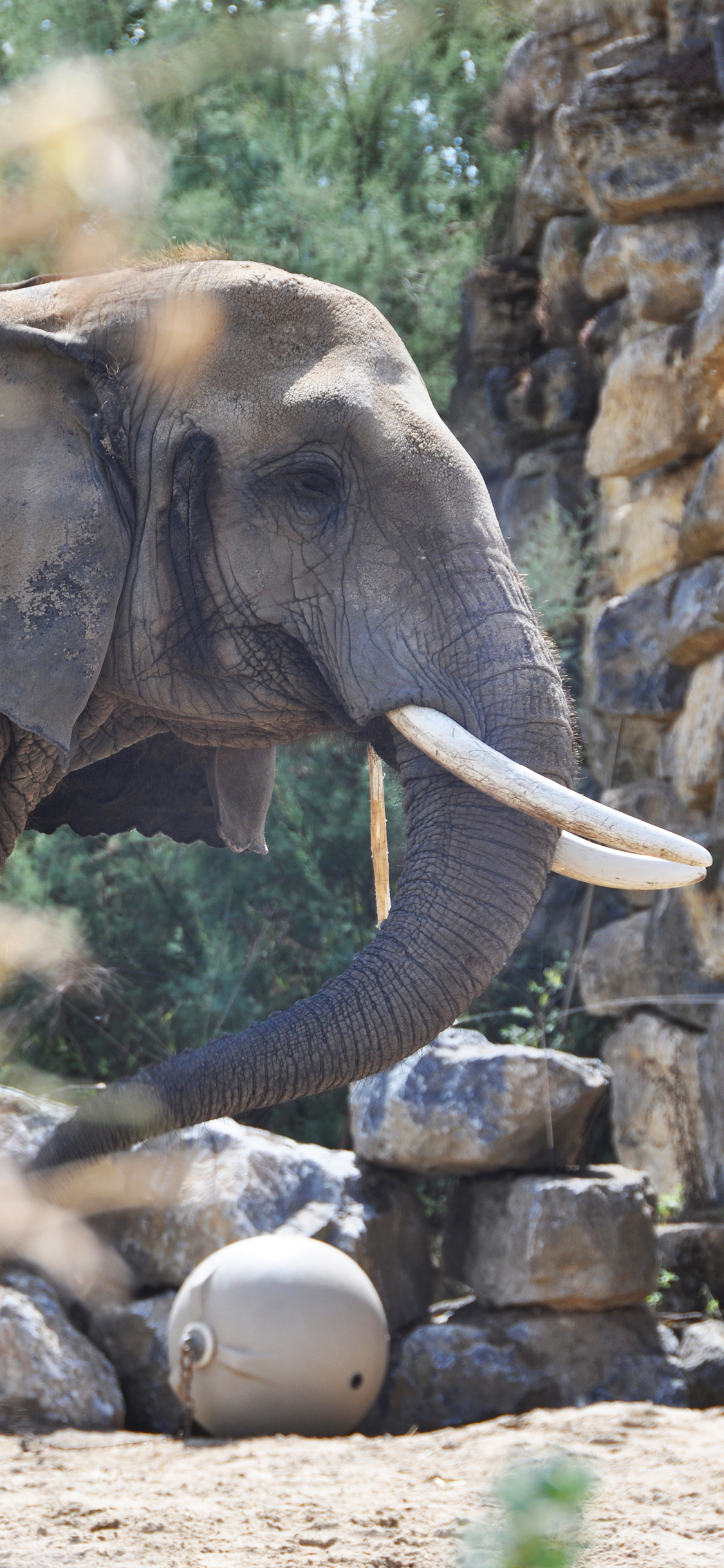 [2436×1125]象牙 石块 野外 大象 苹果手机壁纸图片