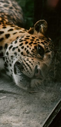 [2436x1125]豹 凶猛 斑纹 猫科 花豹 苹果手机壁纸图片