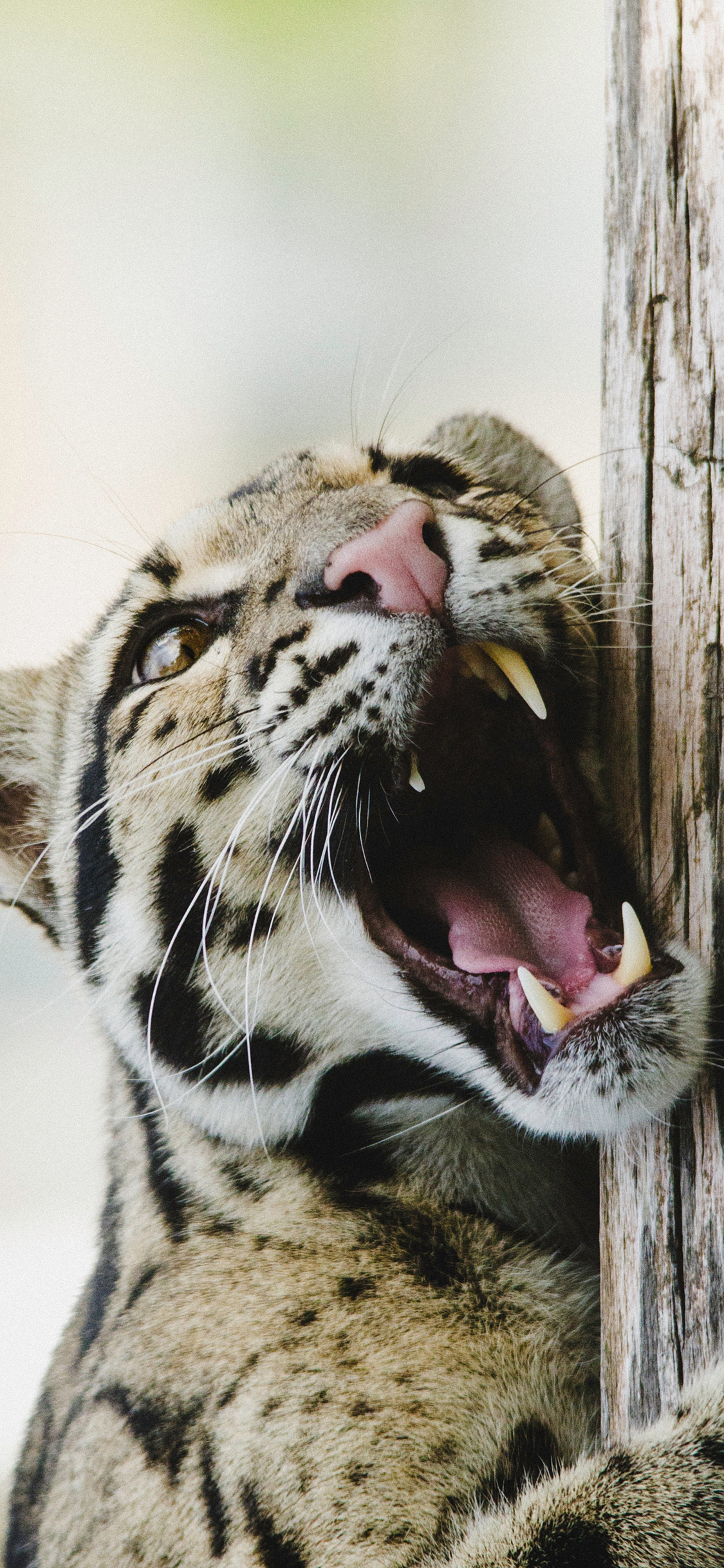 [2436×1125]豹 动物 凶猛 皮毛 苹果手机壁纸图片