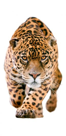 [2436x1125]豹 动物 猛兽 斑纹 凶猛 苹果手机壁纸图片