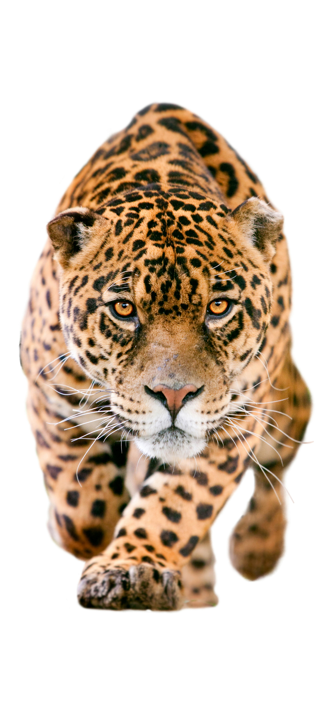 [2436×1125]豹 动物 猛兽 斑纹 凶猛 苹果手机壁纸图片