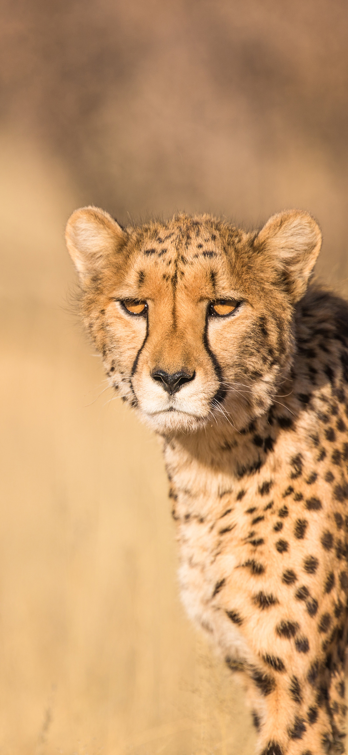 [2436×1125]豹 动物 豹纹 野外 苹果手机壁纸图片