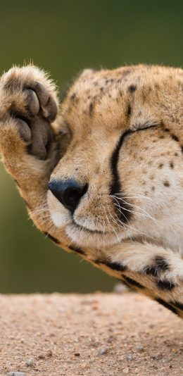 [2436x1125]豹 可爱 眯眼 斑纹 苹果手机壁纸图片