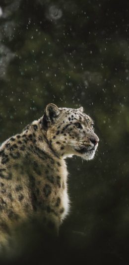 [2436x1125]豹 小雪 皮毛 野豹 户外 苹果手机壁纸图片