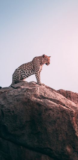 [2436x1125]豹 山岩 站立 猛兽 苹果手机壁纸图片