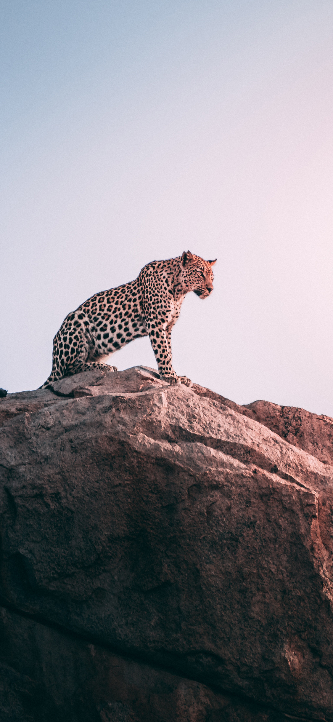 [2436×1125]豹 山岩 站立 猛兽 苹果手机壁纸图片