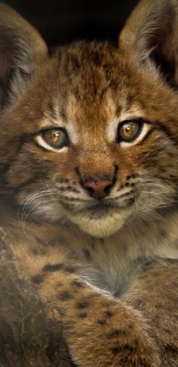 [2436x1125]豹 幼仔 大眼 可爱 苹果手机壁纸图片