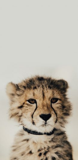 [2436x1125]豹 幼崽 动物 皮毛 斑点 苹果手机壁纸图片