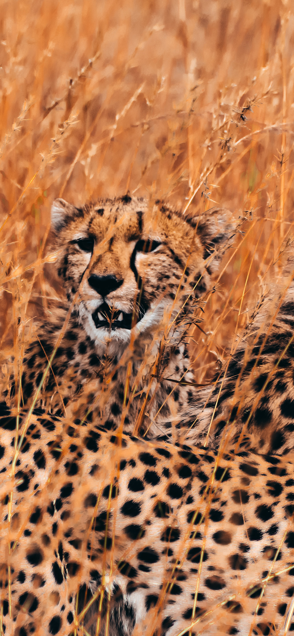 [2436×1125]豹 斑点 皮毛 野外 苹果手机壁纸图片