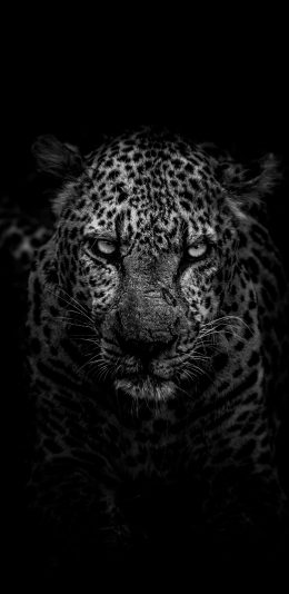 [2436x1125]豹 猎豹 豹纹 特写 黑 苹果手机壁纸图片