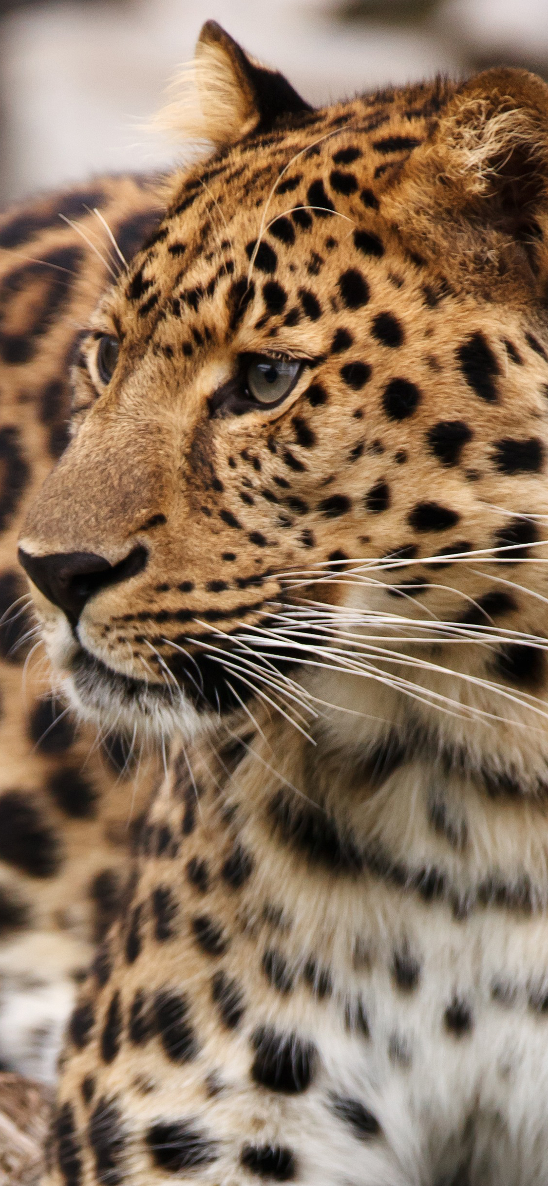 [2436×1125]豹 猛兽 凶猛 斑纹 苹果手机壁纸图片