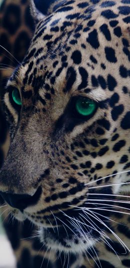 [2436x1125]豹 猛兽 凶猛 犀利 斑纹 苹果手机壁纸图片