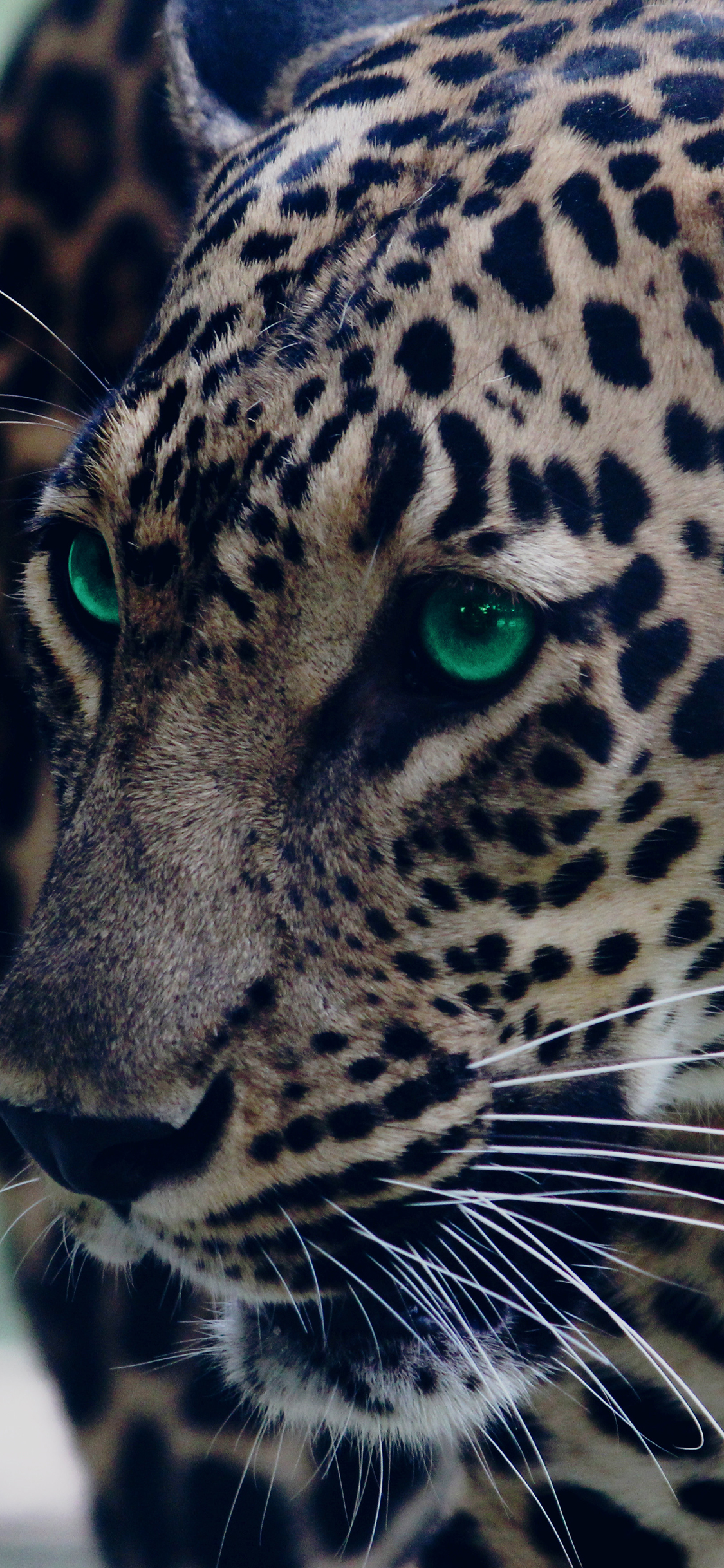 [2436×1125]豹 猛兽 凶猛 犀利 斑纹 苹果手机壁纸图片