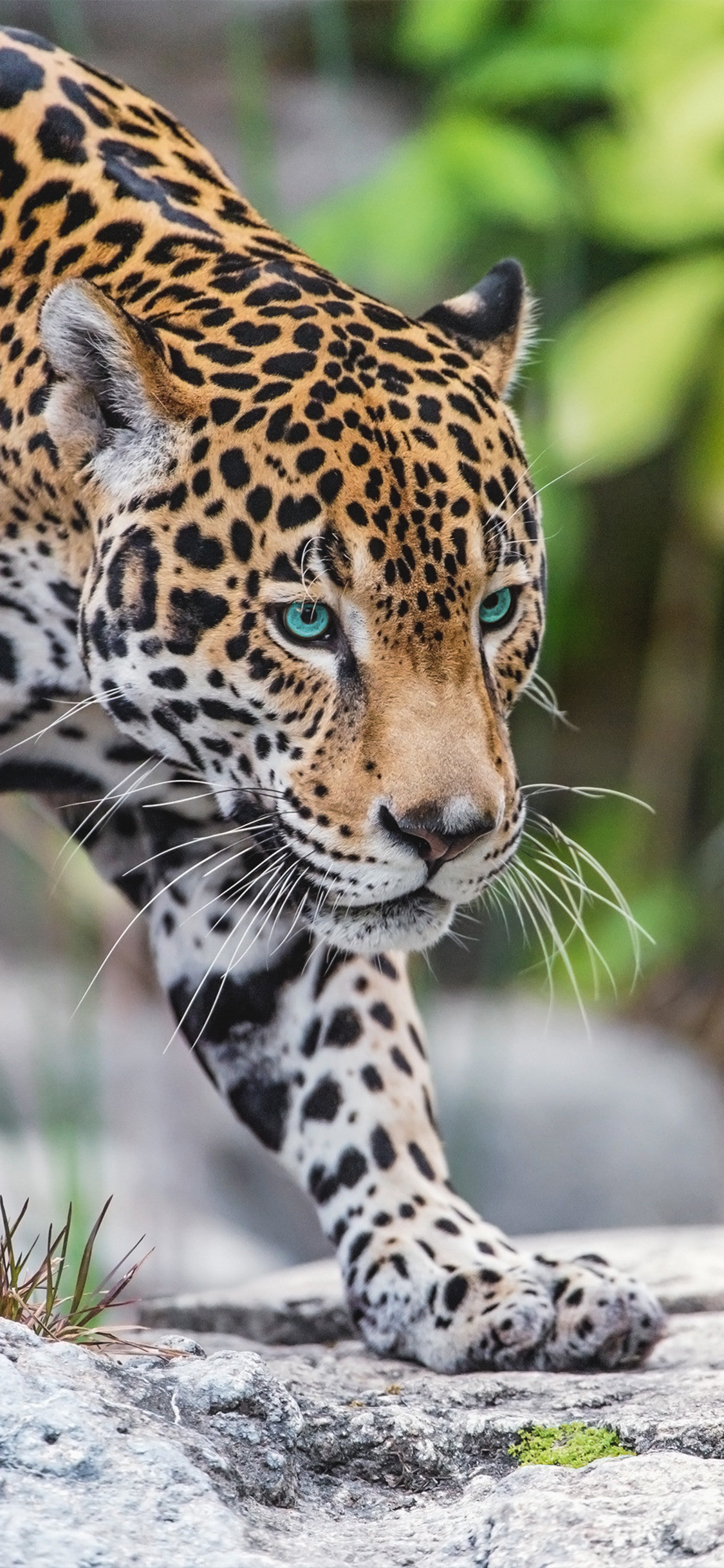 [2436×1125]豹 猛兽 猎豹 野外 苹果手机壁纸图片