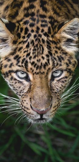 [2436x1125]豹 猛兽 野兽 斑纹 凶猛 犀利 苹果手机壁纸图片