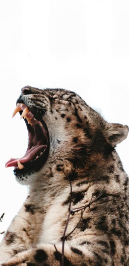 [2436x1125]豹 獠牙 张嘴 皮毛 苹果手机壁纸图片