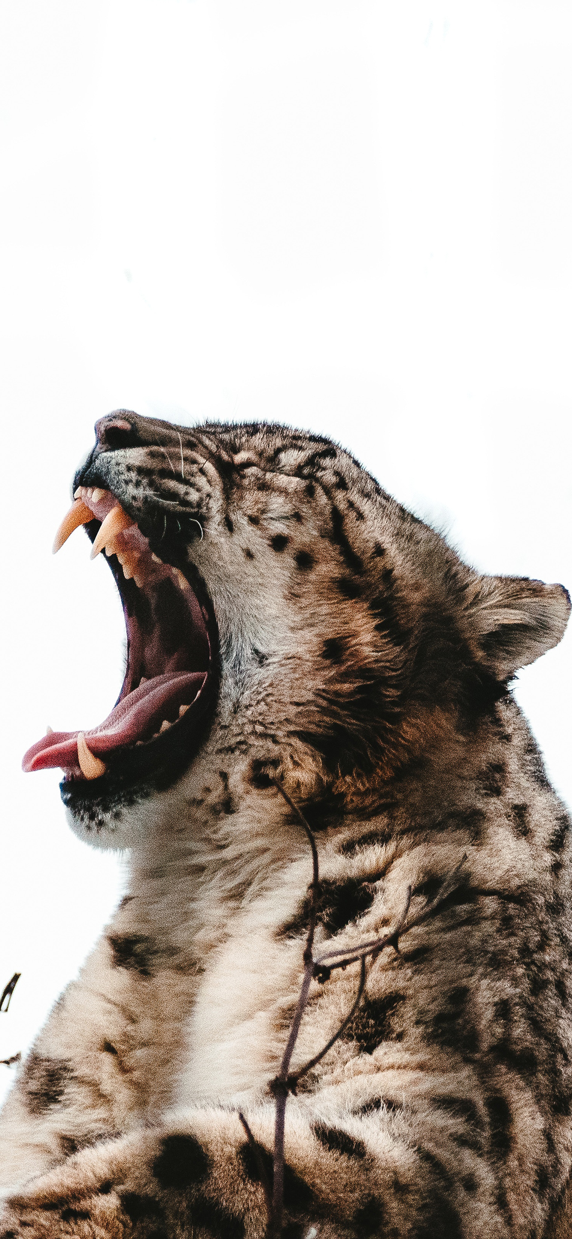 [2436×1125]豹 獠牙 张嘴 皮毛 苹果手机壁纸图片