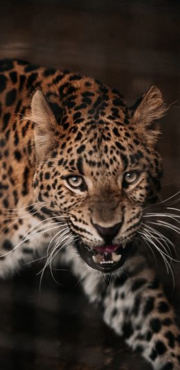 [2436x1125]豹 皮毛 凶猛 豹纹 獠牙 苹果手机壁纸图片